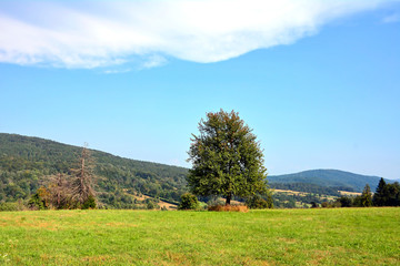 Lonely tree in the field.