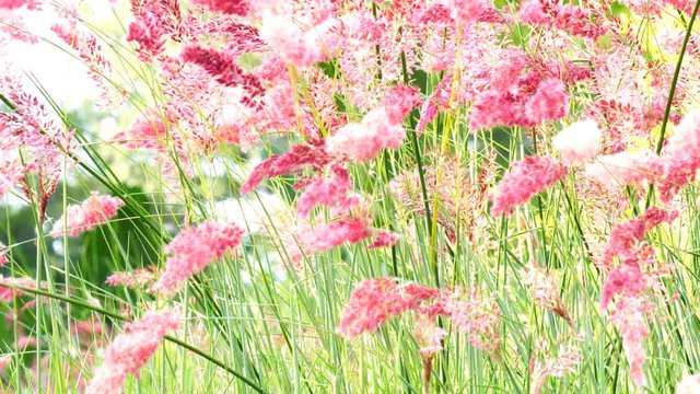 Ruby Grass or Savannah Ruby Grass, Latin: Melinus nerviglumis, produces beautiful and graceful pink flowers in summer garden
