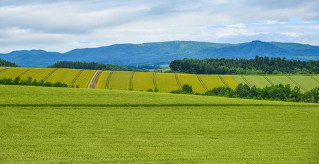 Beautiful rural scenery at summer day