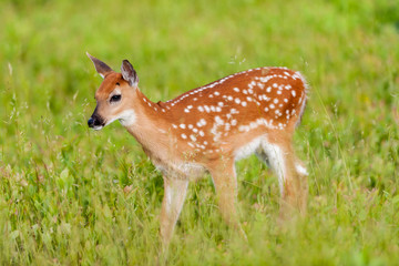 Naklejka na ściany i meble Whitetail deer fawn in meadow