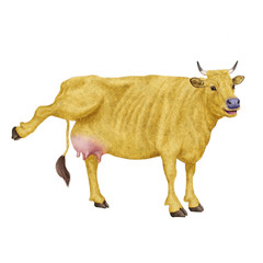 vache laitière, rigolote, invitation, offrir le lait, animal, jaune, ferme, bétail, taureau, isolé, mollet, agriculture, mammifère, gazon, bétail, boeuf, vache laitière, lait, brun, alpage, debout, pr