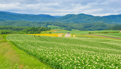 Fototapeta na wymiar Beautiful rural scenery at summer day