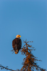 bald eagle perched at sunset