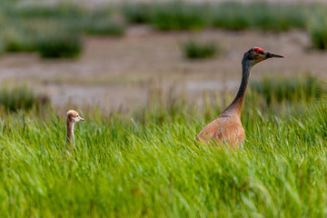 Sandhill crane with chick in grassy marshland in southern Alaska
