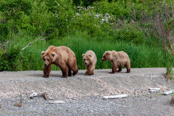 Three Bears travelling along a path in Katmai National Park, Alaska