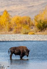 Bison wades in river in front of a stand of Aspens in the Lamar Valley, Yellowstone National Park