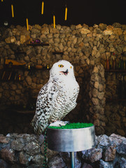 The owl species that is the same as the Harry Potter movie.