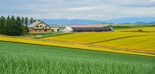 Fototapeta premium Beautiful rural scenery at summer day