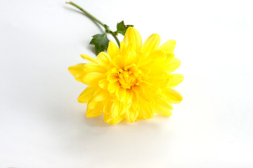 Yellow Chrysanthemum bloom and rain drops isolated on white background.