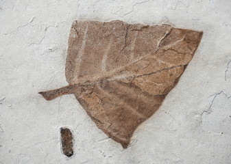 close up on fossil leaf in the rock © nd700