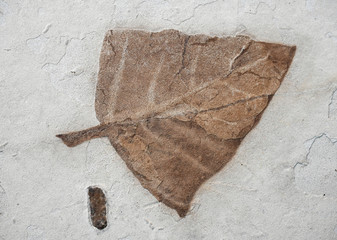close up on fossil leaf in the rock