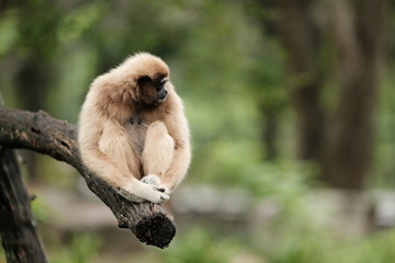 Obraz premium Close up Monkey 