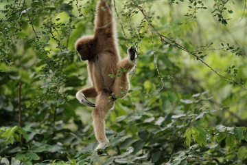 Close up Monkey 