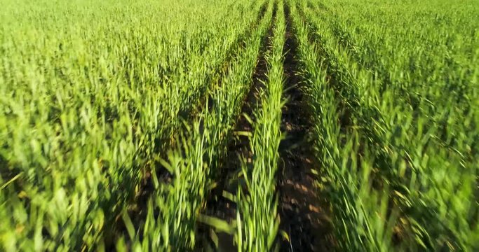 Drone shot moving over a green wheat field