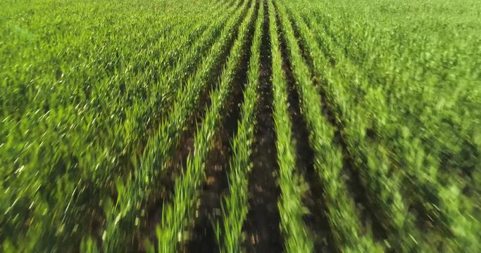 Drone shot moving over a green wheat field