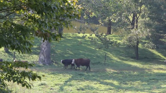 cows in field
