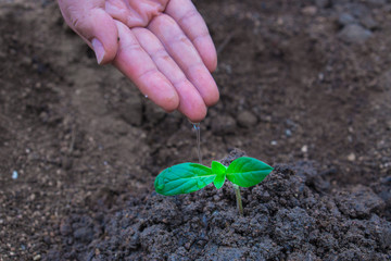 Female hand is watering the little tree on soil background. Earth day. World environment day. Ozone day.