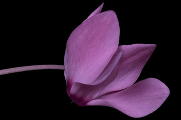Isolated Pink Cyclamen Flower on Black Background