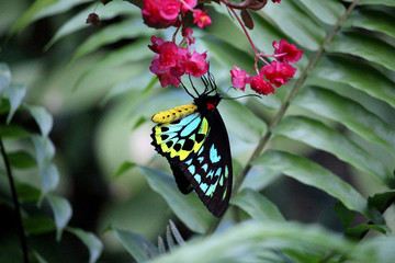 Ornithoptera euphorion butterfly commonly called the Cairnsbirdwing