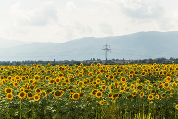 Sunflower field near the Balkan mountains before the rain.  The terrain in southern Europe. Panorama.