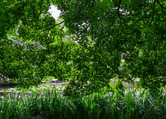 Green leaves and trees at summer