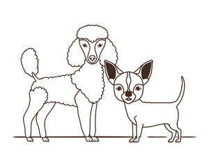 silhouette of cute and adorable dogs on white background