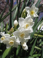 Close up of white narcissus in the garden