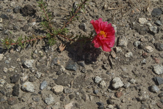 Flower Breaking Through The Asphalt