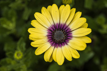 top view of a single beautiful yellow flower with dense petals blooming under the shade