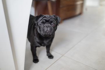 pug dog standing on floor