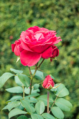 close up of red roses blooming in the garden with  green background