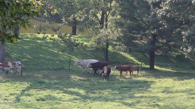 cows in field