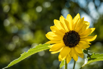 close up of yellow sunflower blooming on a sunny day in the garden with blurry green background 