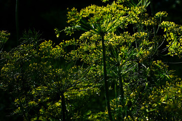 fluffy caps of dill. dill flowers
