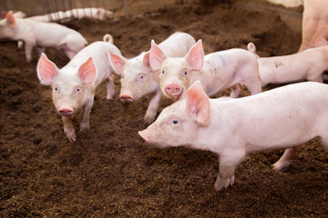 Many pigs are walking on the chaff in an organic pig farm. Rural farm livestock