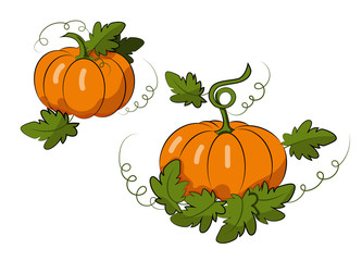 Pumpkins with leaves on a white background. Autumn harvest.