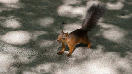 red squirrel