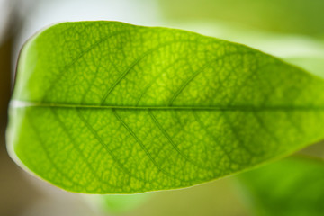 Fototapeta na wymiar Close up of blurred green leaf .