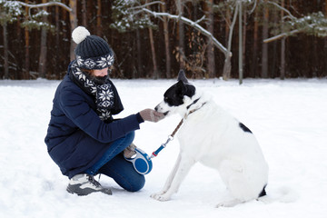 Feeding the dog from the owner's hand. Black-white dog on a walk in winter snowy forest.