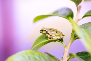 かえる