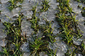 Winter crops wheat sprouts in spring time ice