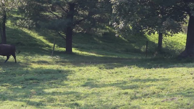 cows in field