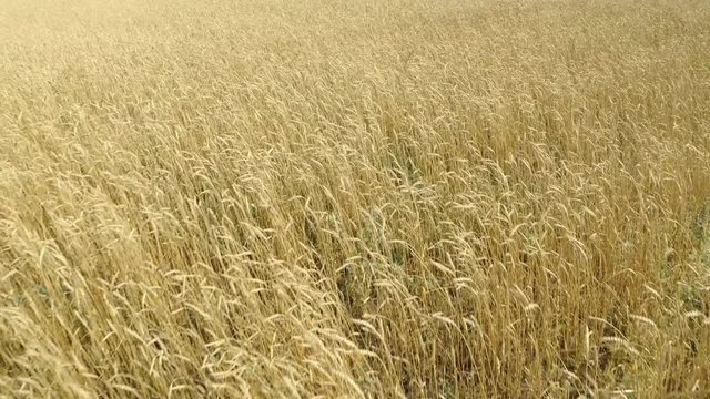 field of ripening wheat . Spikelets of wheat with grain shakes wind. grain harvest ripens in summer. agricultural business concept. environmentally friendly wheat