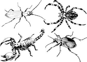 vector drawings sketches different insects bugs Scorpions spiders drawn in ink by hand , objects with no background