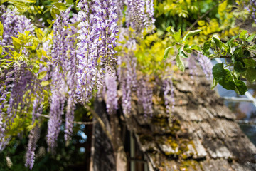 violet flowers in the garden