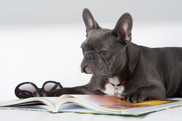 French bulldog portrait reading a book on sofa