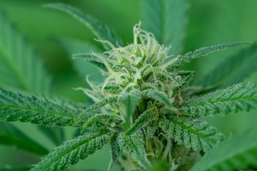 Tricomes buds cannabis landscape