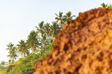 (Selective focus, focus on the background) Stunning view of some green palm trees in the background and blurred rock formations in the foreground during sunset. Varkala, Kerala, India.