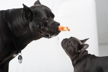 Playing cane corso and french bulldog on white background