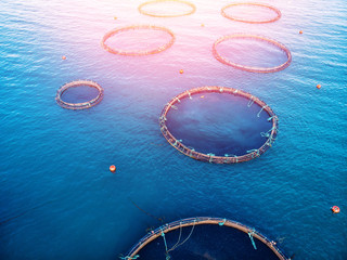 Farm fish Salmon aquaculture blue water floating cages. Aerial top view